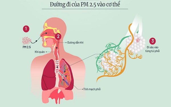 Do có kích thước rất nhỏ, loại bụi này dễ dàng đi sâu vào phổi, gây hại cho sức khỏe